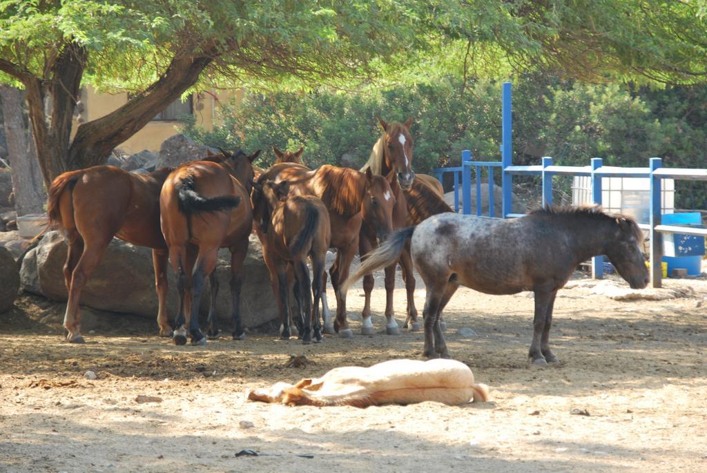 Vered Hagalil Holiday Village Hotel Chorazim Eksteriør bilde