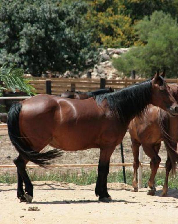 Vered Hagalil Holiday Village Hotel Chorazim Eksteriør bilde